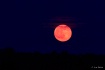 Strawberry Moon- ...