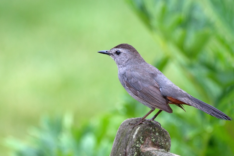 Gray Catbird