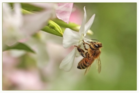 honeybee heaven