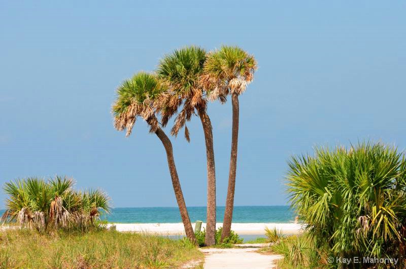 Three Palm Trees