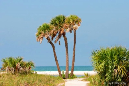 Three Palm Trees