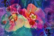 Impatiens Abstrac...