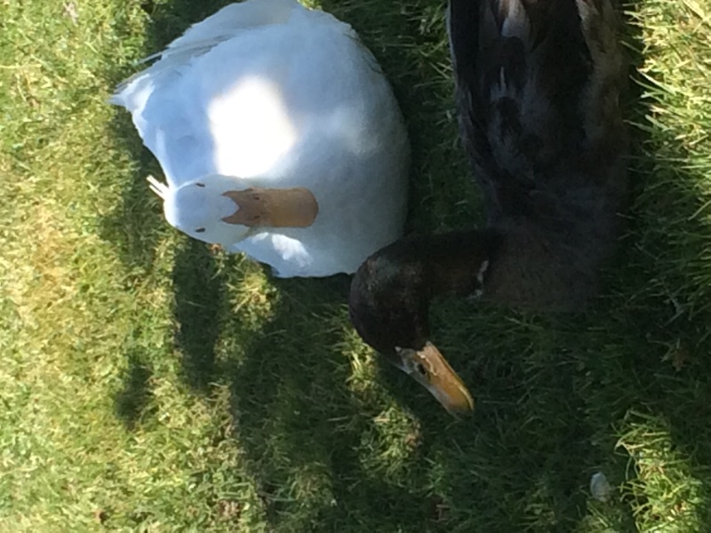 two mixed Ducks 