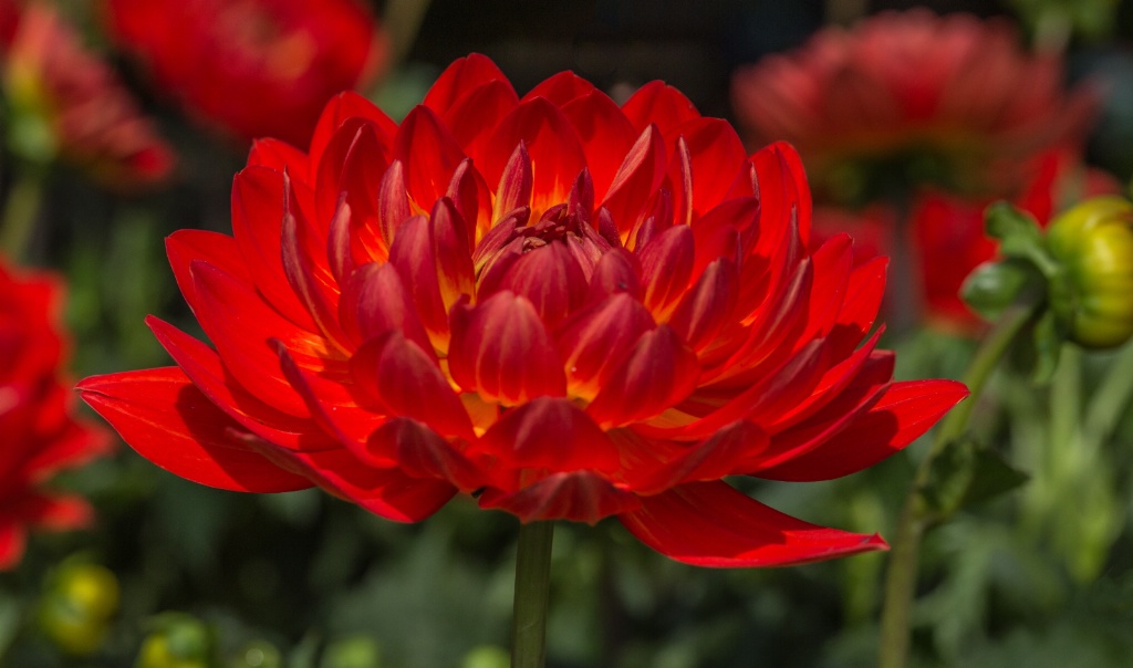 Dahlia Patch 