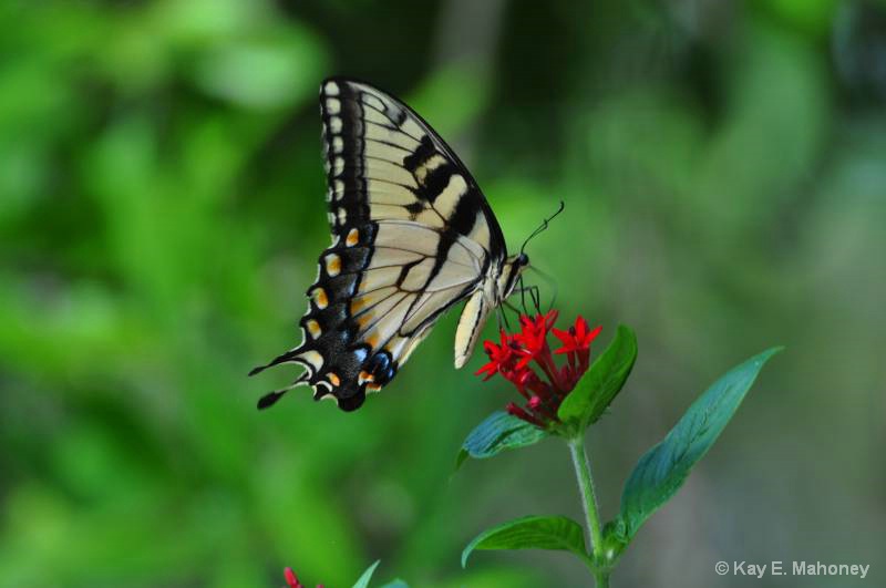  Eastern Tiger Swallowtail