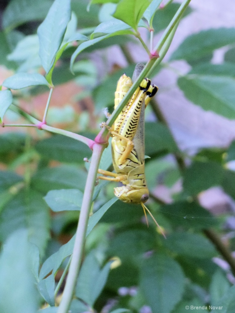 Large Grasshopper