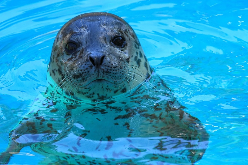 Baby Harbor Seal