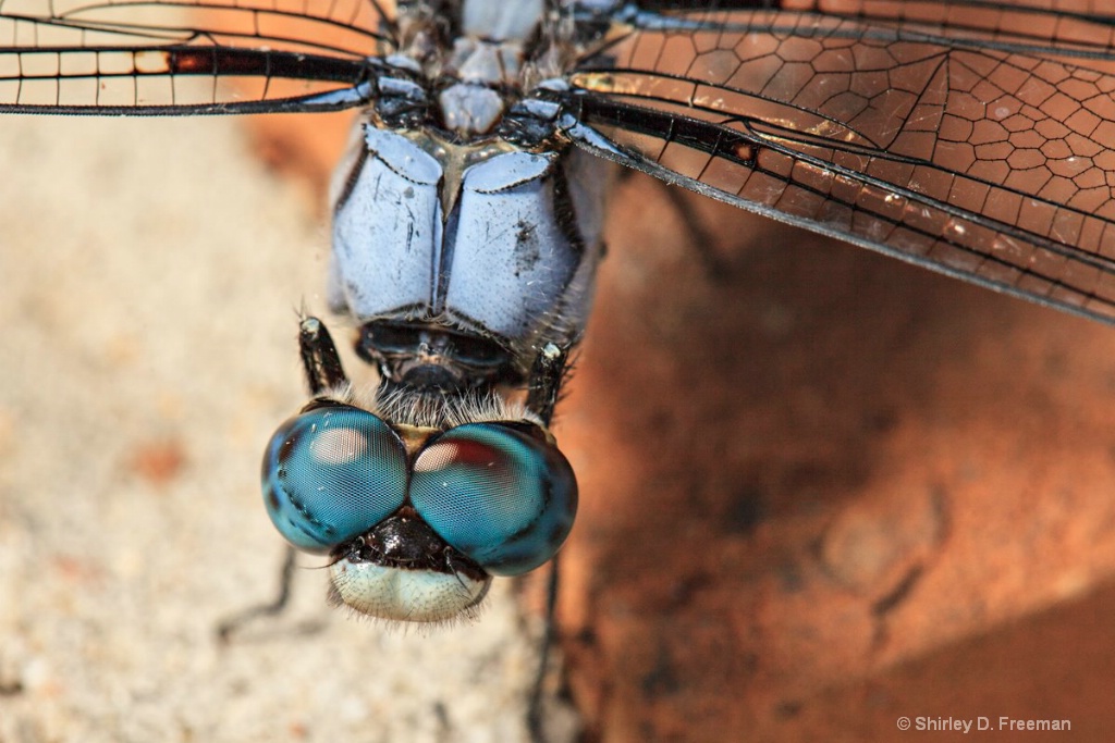 Blue Eyes