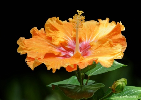 Hibiscus in Orange