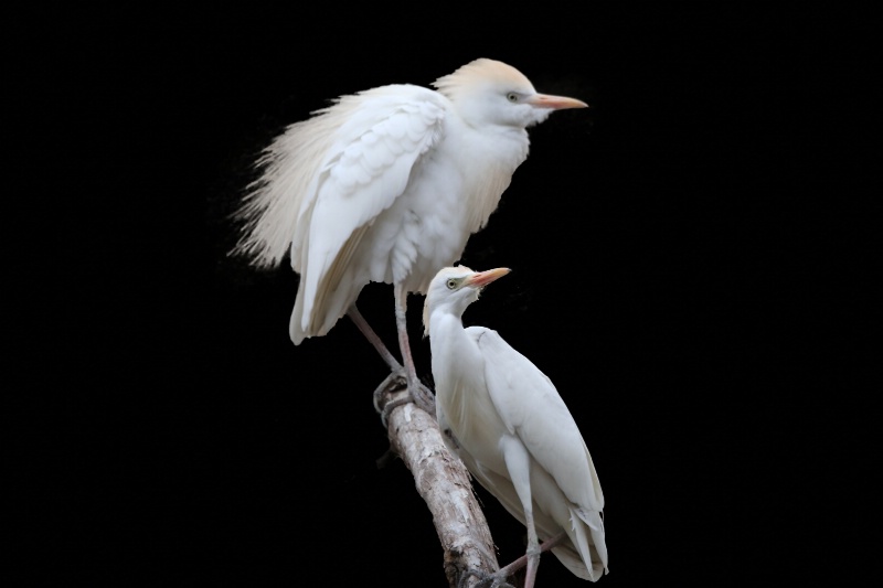 Cattle Egret 