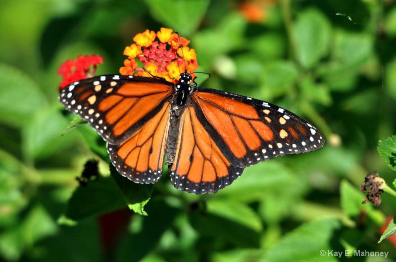 Beautiful Monarch Butterfly