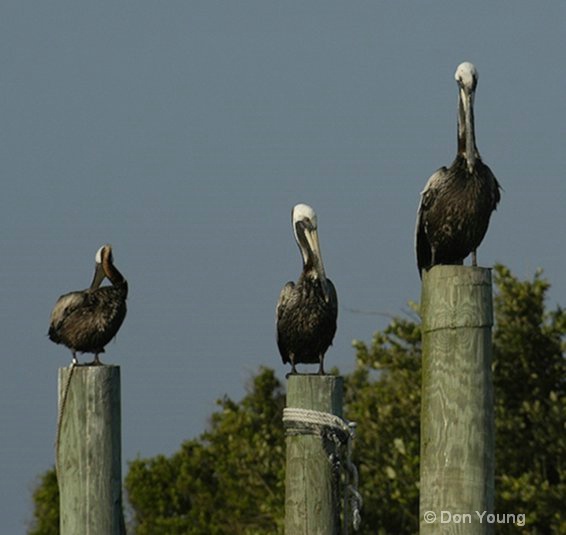 Pelican Trio