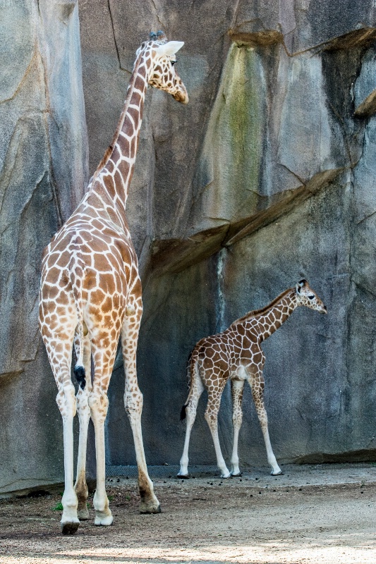 Tall & Short - Mother & Baby Giraffe
