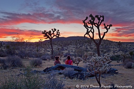 Desert Whispers