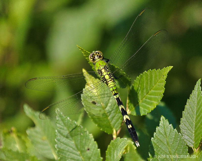 Iridescent Beauty