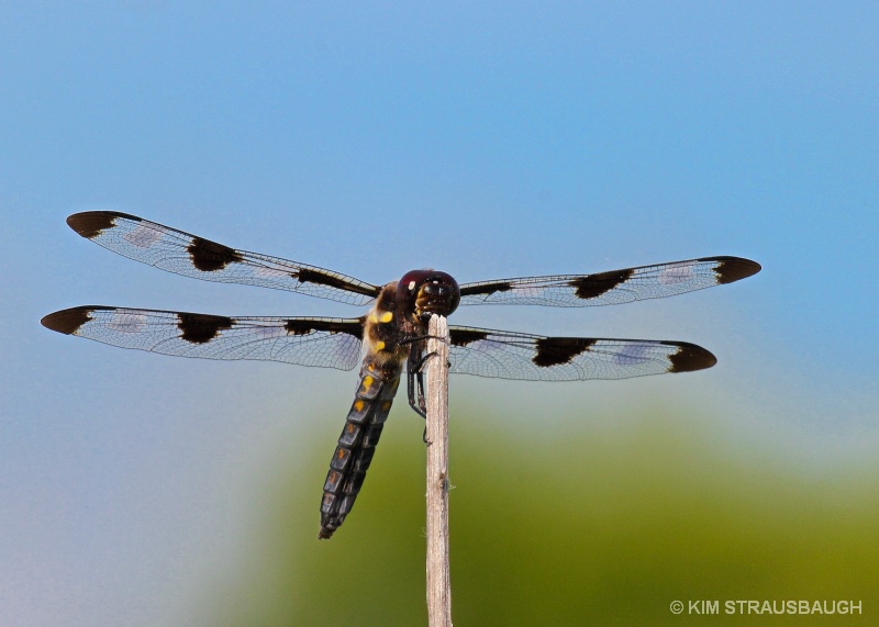 Diaphanous Double Wings