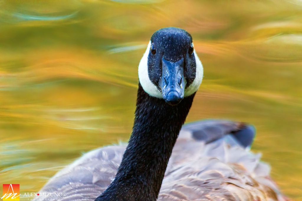 On the Golden Stream