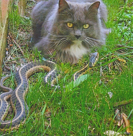 Brave Kitty