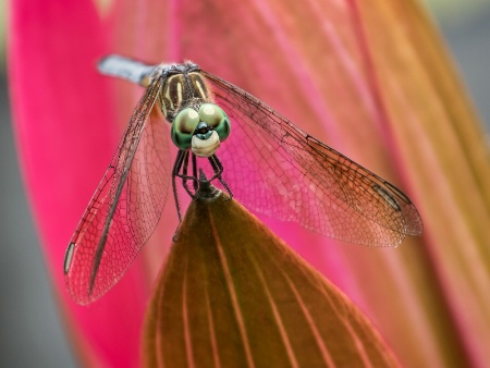 Dragonfly Stare   