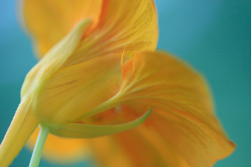 Nasturtium