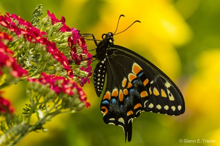Black Swallowtail fresh from the Garden
