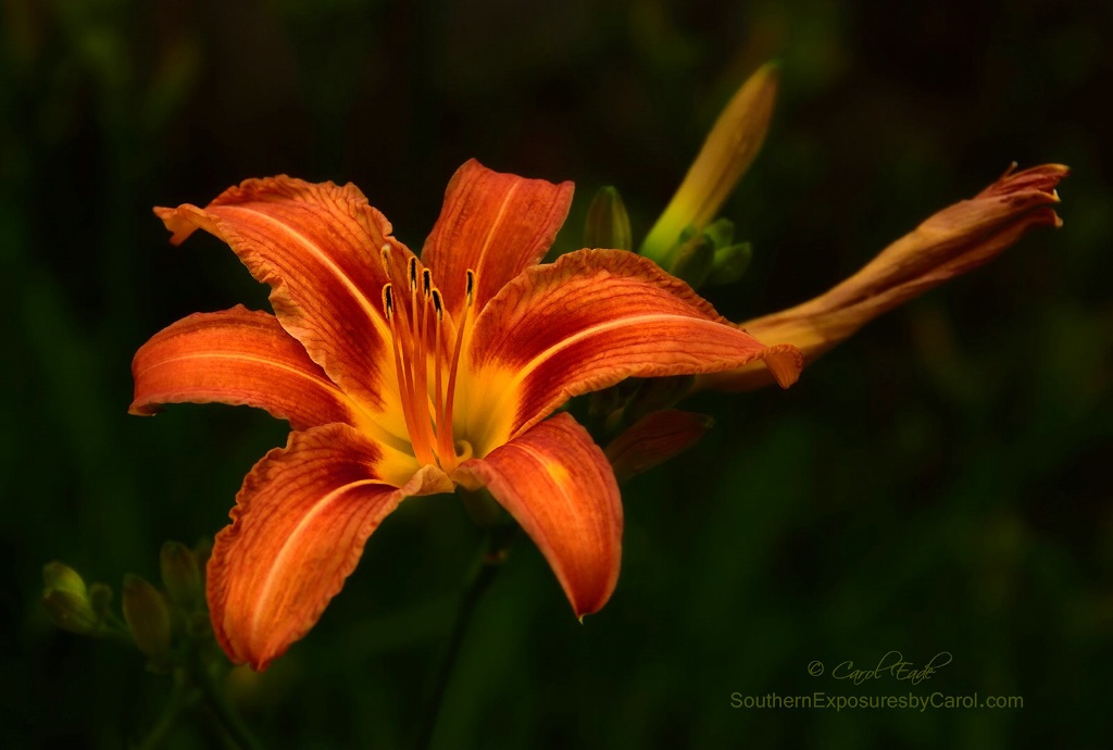 Orange Daylily - ID: 15174785 © Carol Eade