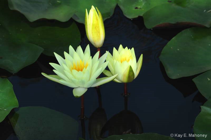 Water lilies