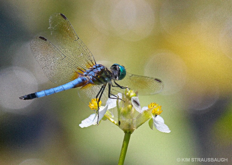 Dragonfly Atop Wildflower