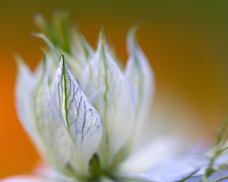 Nigella Petal