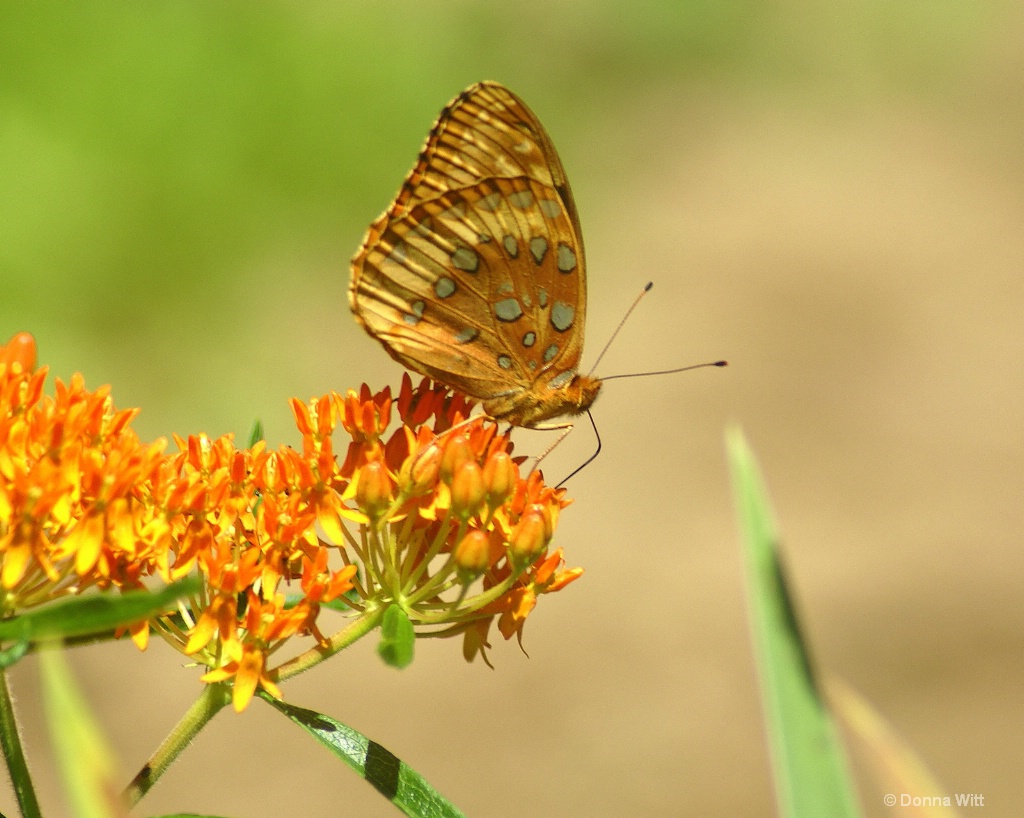 Fancy Fritillary