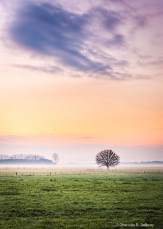 Lone tree at the sun rise