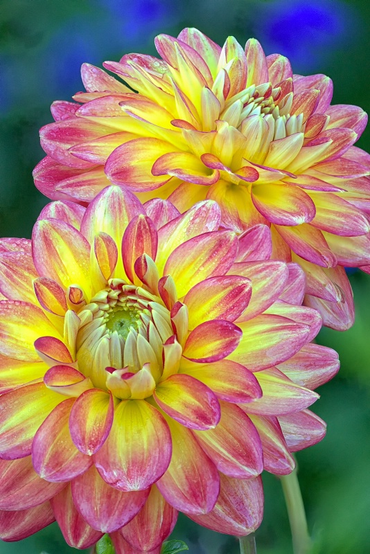 Half Pint Dahlias