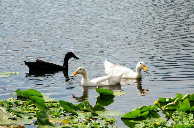 Three ducks in nature