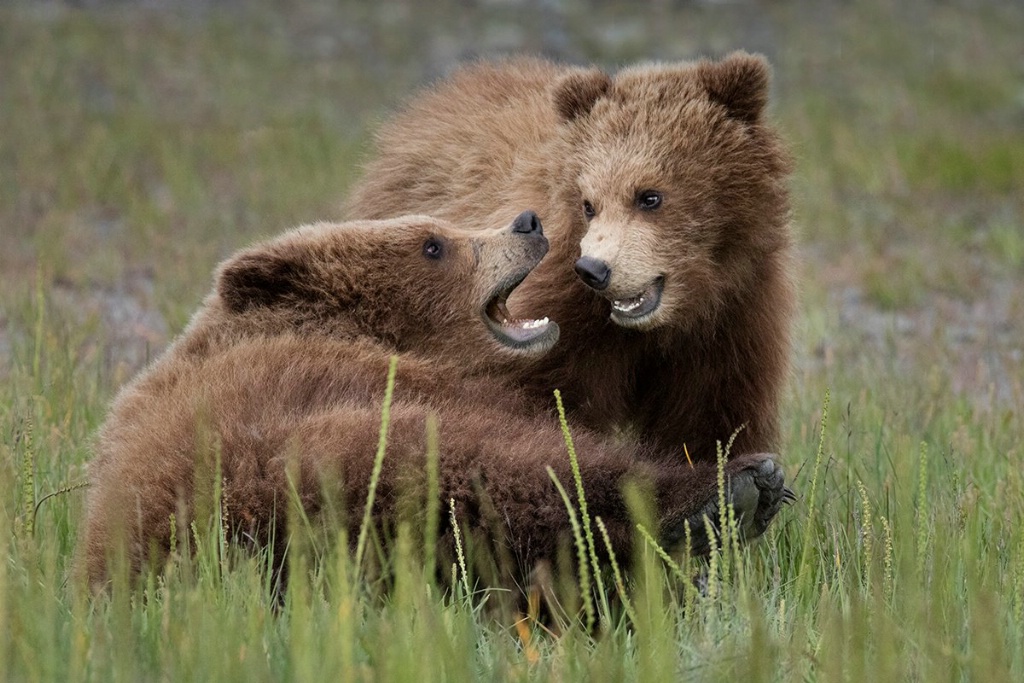 Second Year Cubs Play Time