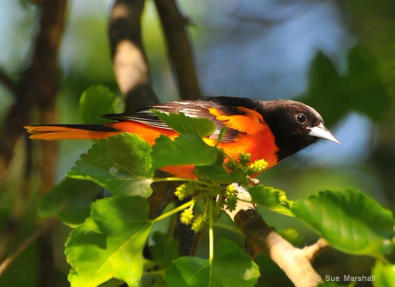 ~ Baltimore Oriole ~ 