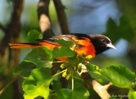 ~ Baltimore Oriole ~ 