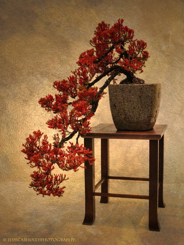 Bonsai Beauty