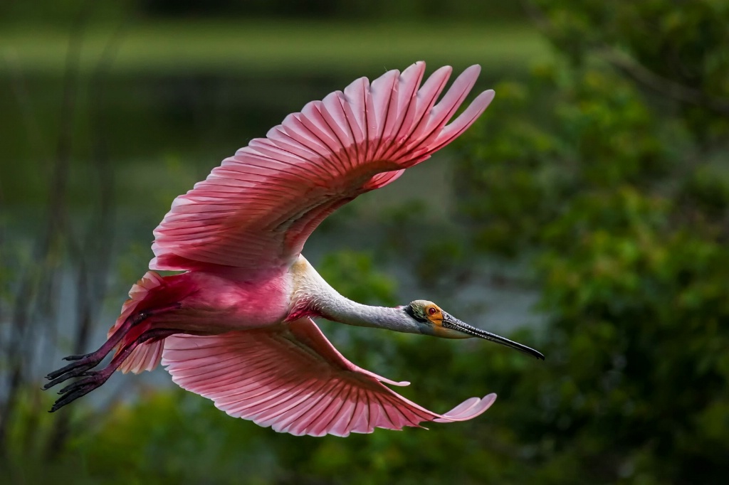 Rosetta Spoonbill in Full Breeding Plumage