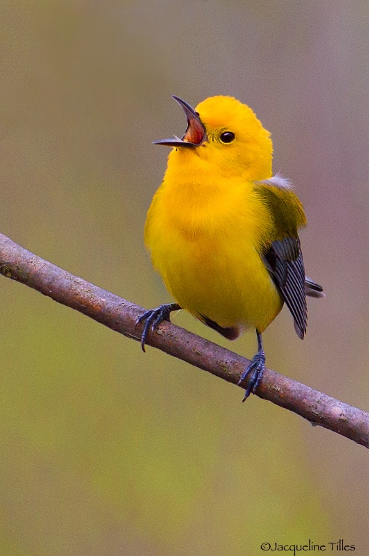 Prothonotary Warbler - ID: 15175469 © Jacqueline A. Tilles