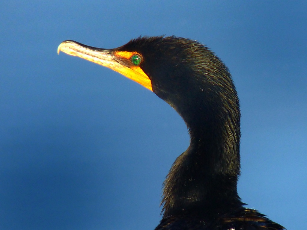 Strange and Beautiful Cormorant