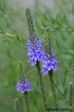 Garden Trio