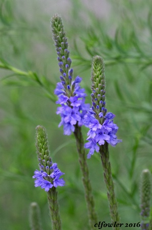 Garden Trio