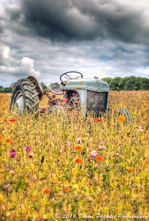 Tractor in the Flower Field 