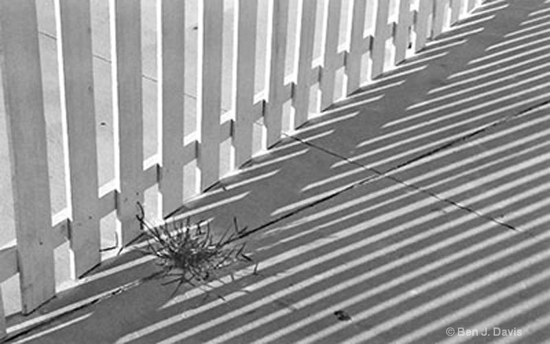 Fence & Shadows