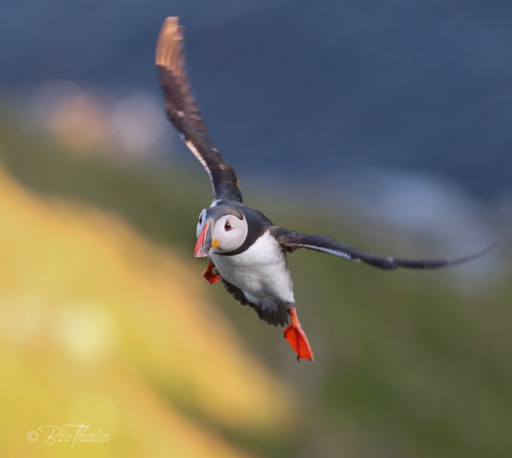 Flying in from the sun