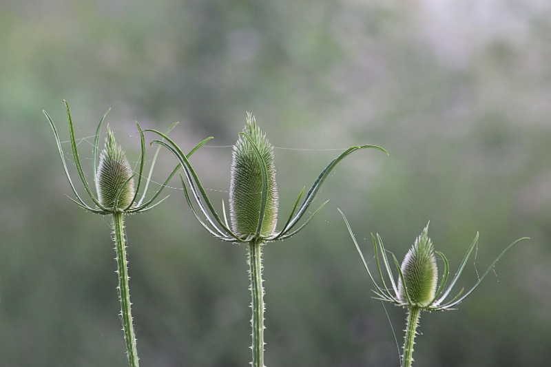 Thistles - ID: 15175954 © Tammy M. Anderson