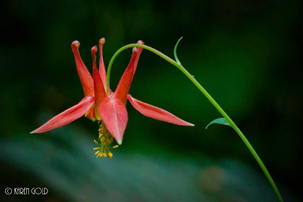 Columbine