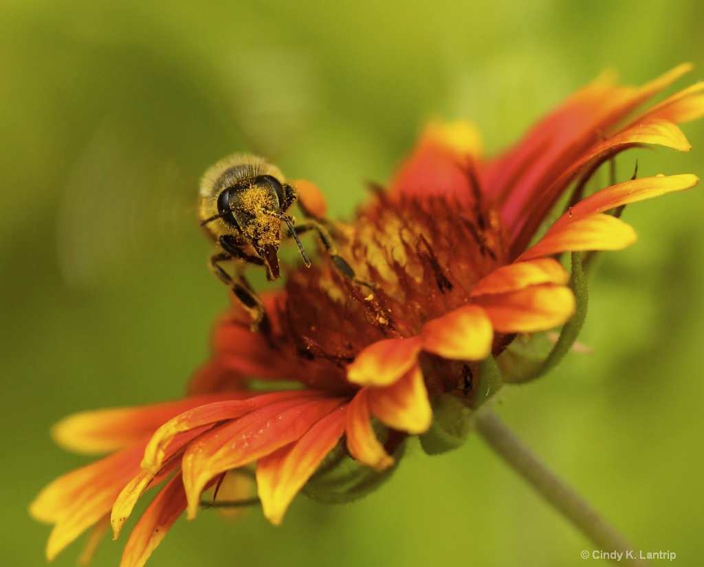 Golden Pollen