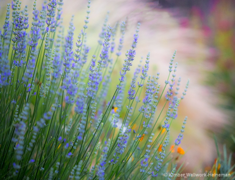 Lavender backlit