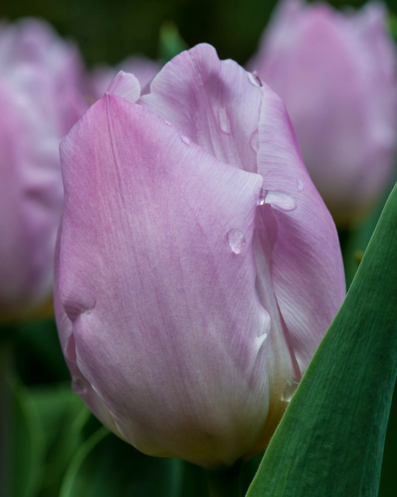 Raindrops on Pink Tulip